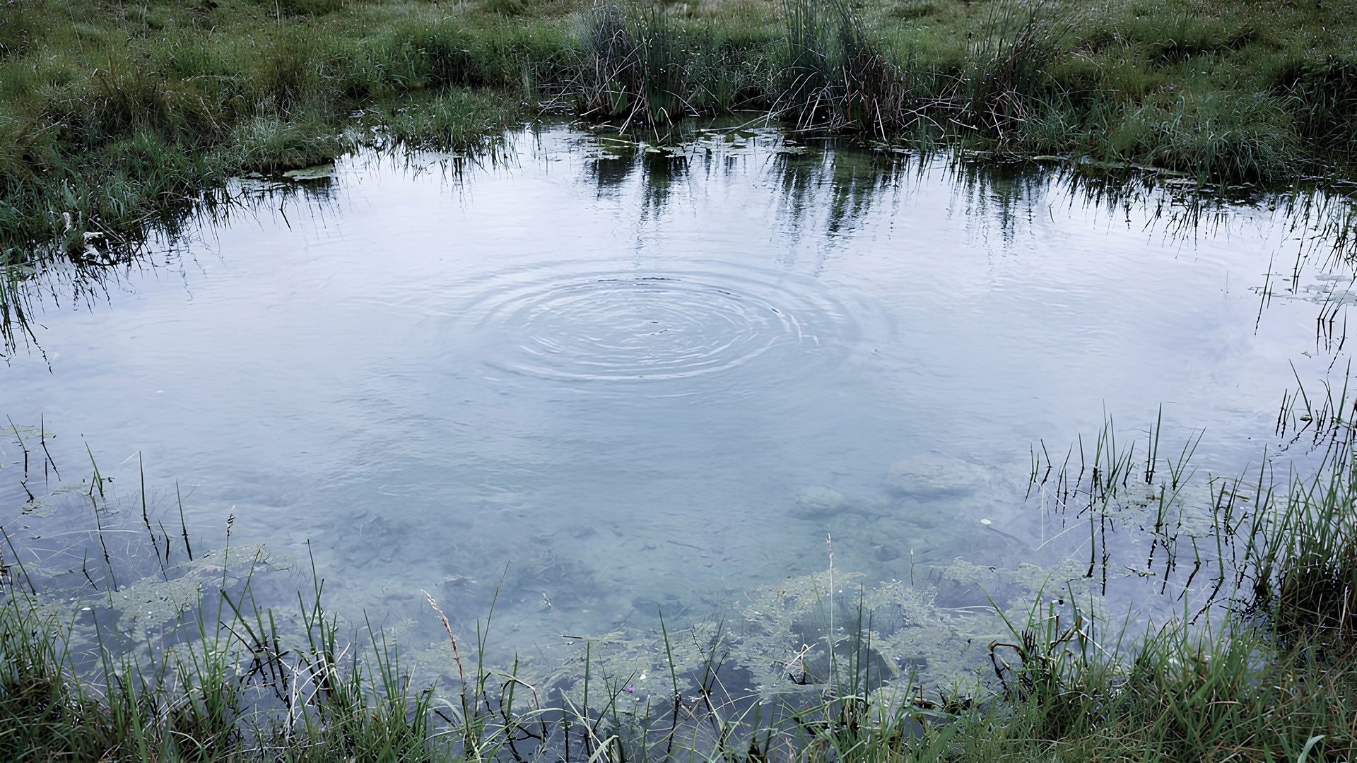 260324_CERTANIA_DrNuss_AI_environmental_water_analysis_pond_sample