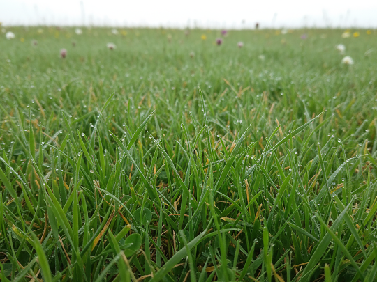 260324_CERTANIA_DrNuss_AI_grass_meadow_closeup_dew 260324_CERTANIA_DrNuss_AI_grass_meadow_closeup_dew