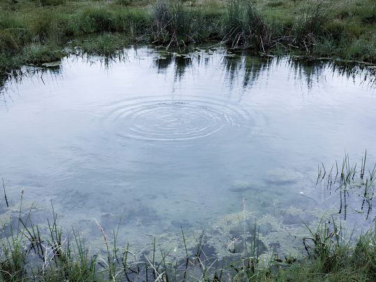 260324_CERTANIA_DrNuss_AI_environmental_water_analysis_pond_sample 260324_CERTANIA_DrNuss_AI_environmental_water_analysis_pond_sample