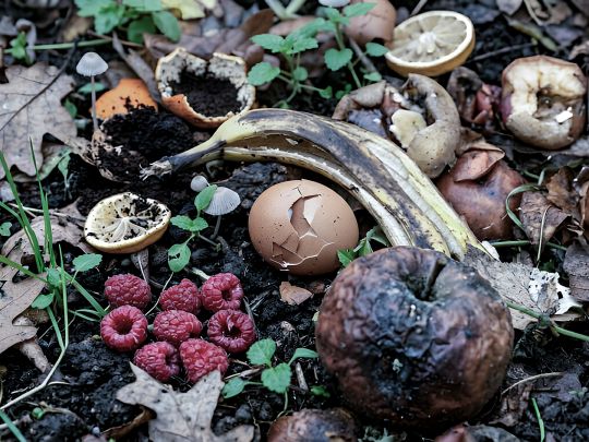 Nahaufnahme von Küchen- und Gartenabfällen auf feuchtem Boden: Eierschalen, Zitrusreste, Pilze, Beeren, Bananenschale und verwelkte Blätter. Das Bild veranschaulicht organische Reststoffe und mikrobielle Zersetzung – relevant für Umweltanalytik, Hygieneprüfungen und die Qualitätssicherung in Kompostierungs- und Abfallbehandlungsprozessen. Nahaufnahme von Küchen- und Gartenabfällen auf feuchtem Boden: Eierschalen, Zitrusreste, Pilze, Beeren, Bananenschale und verwelkte Blätter. Das Bild veranschaulicht organische Reststoffe und mikrobielle Zersetzung – relevant für Umweltanalytik, Hygieneprüfungen und die Qualitätssicherung in Kompostierungs- und Abfallbehandlungsprozessen.